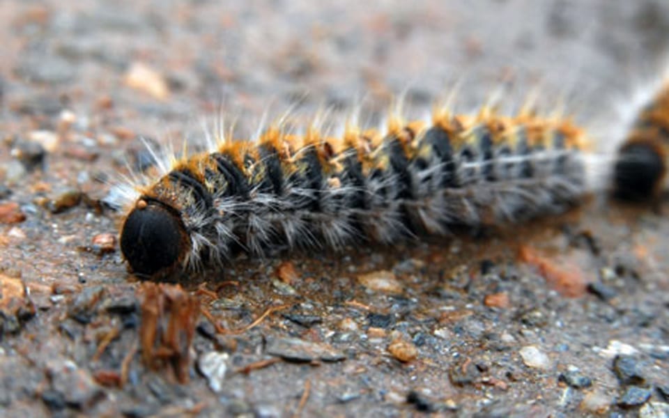καμπιες-σκυλος-ανοιξη-επικινδυνες