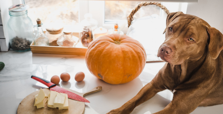 συνταγή για λιχουδιές με κολοκύθα για σκύλους